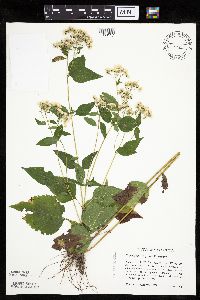 Ageratina altissima image