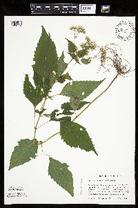Ageratina altissima image