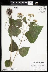 Ageratina altissima image