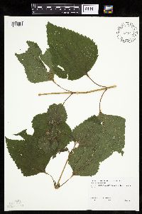 Ageratina altissima image