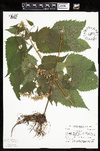 Ageratina altissima image