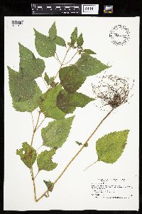 Ageratina altissima image