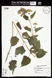Ageratina altissima image