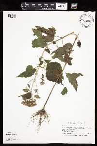 Ageratina altissima image