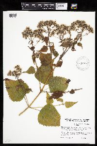 Ageratina altissima image