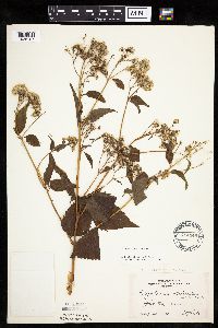 Ageratina altissima image