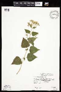 Ageratina altissima image