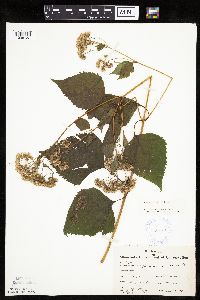 Ageratina altissima image