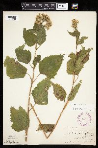 Ageratina altissima image