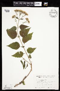 Ageratina altissima image