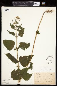 Ageratina altissima image