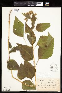 Ageratina altissima image