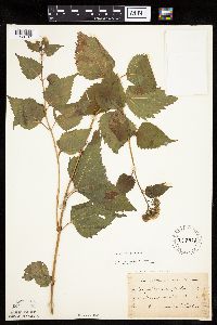Ageratina altissima image