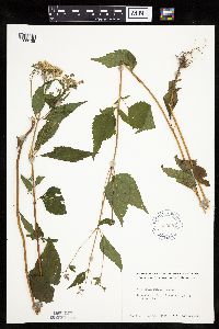 Ageratina altissima image