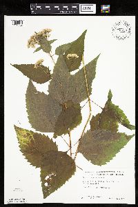Ageratina altissima image