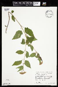 Ageratina altissima image