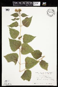 Ageratina altissima image