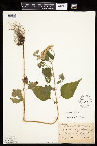 Ageratina altissima image