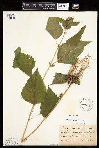 Ageratina altissima image