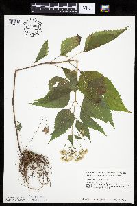 Ageratina altissima image