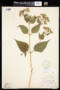 Ageratina altissima image
