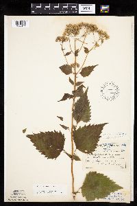 Ageratina altissima image