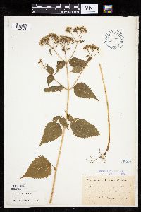 Ageratina altissima image