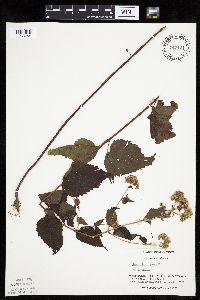 Ageratina altissima image