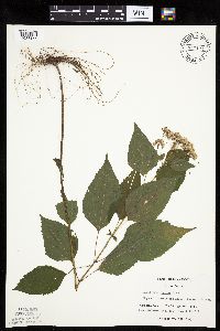 Ageratina altissima image