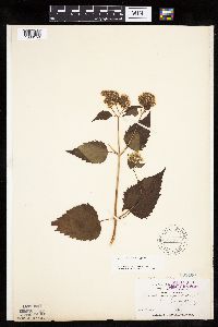 Ageratina altissima image