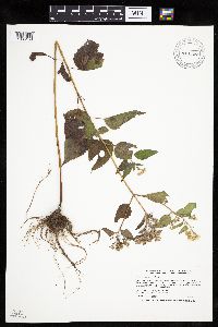Ageratina altissima image
