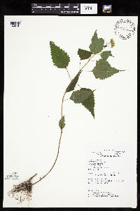 Ageratina altissima image