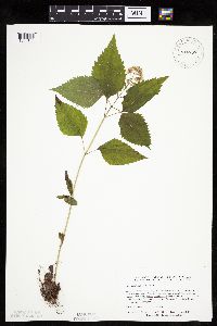Ageratina altissima image