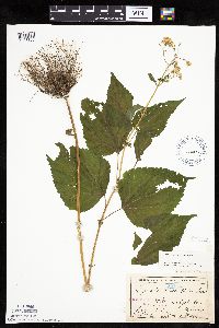 Ageratina altissima image