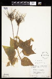 Ageratina altissima image