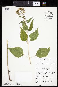 Ageratina altissima image