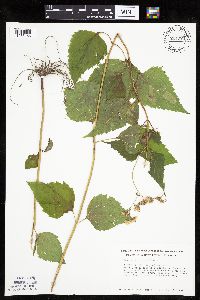 Ageratina altissima image