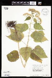 Ageratina altissima image