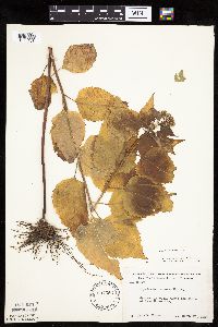 Ageratina altissima image