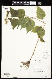 Ageratina altissima image