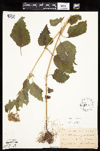 Ageratina altissima image