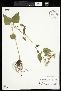 Ageratina altissima var. altissima image