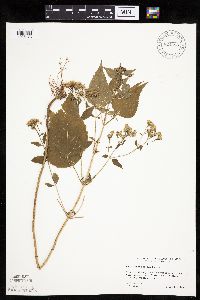 Ageratina altissima image