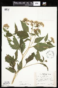 Ageratina altissima image