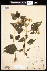 Ageratina altissima image