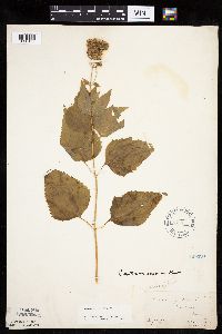 Ageratina altissima image