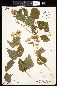 Ageratina altissima image