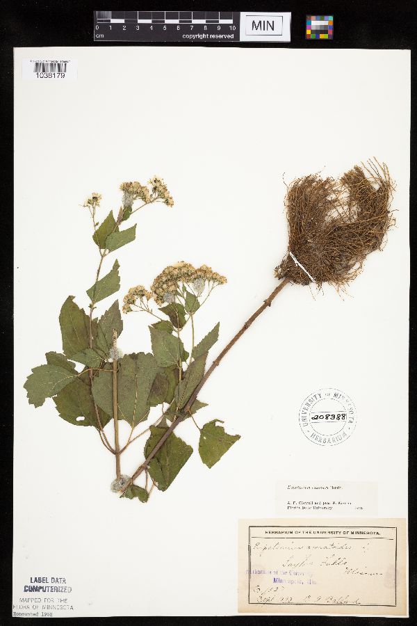 Ageratina altissima image