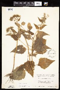 Ageratina altissima image