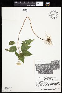 Ageratina altissima image